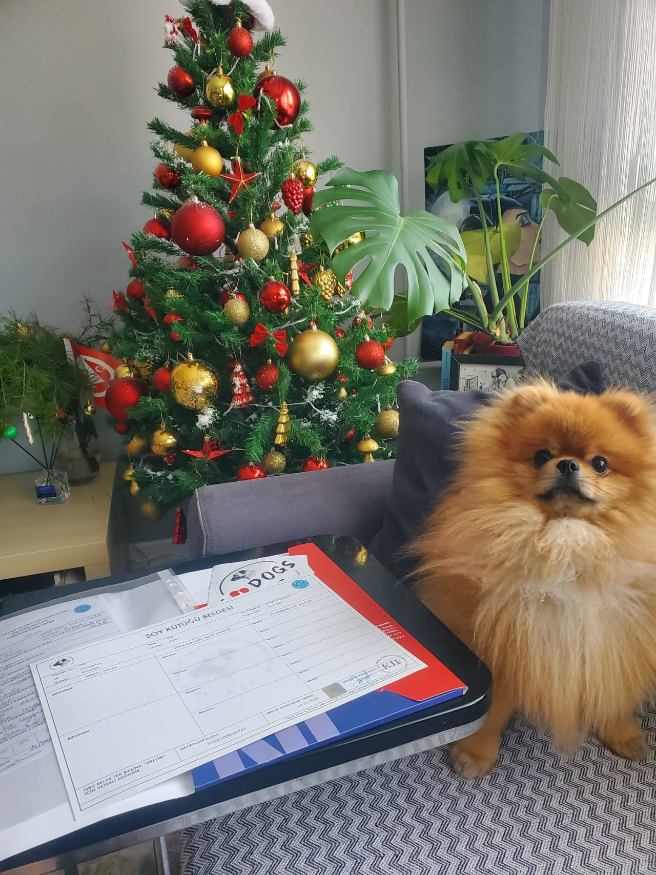 Pomeranian Oğlumuza çiftleşme için hem cinsinden dişi aramaktayız 2